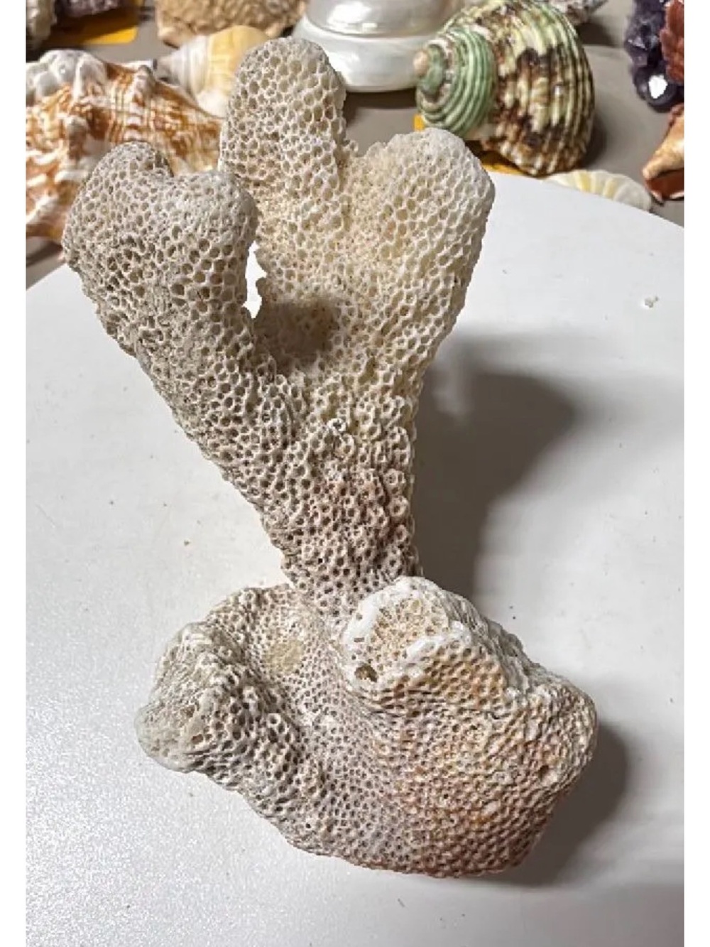 Catspaw Coral-original unknown